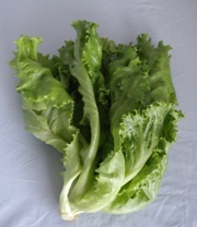 samplelettuce.jpg