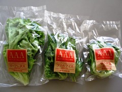 lettuce 3kyoudai.jpg