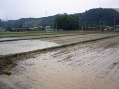 tauefuukei.jpg