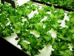 3day to harvest.jpg