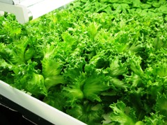 furiru 1day to harvest.jpg