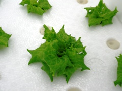 leaf lettuce with more leaves.jpg