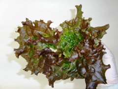 shinhinshu black rose.jpg