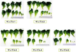 leaf lettuce kaitai.jpg