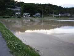 taue junbi 2.jpg