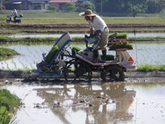 taue kaisi1.jpg