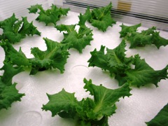 leaflettuce 23days1.jpg