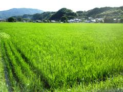 tanbo1 10July2010.jpg