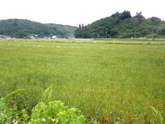 wheat field.jpg