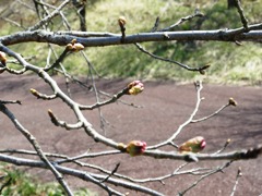 sakura tubomi.jpg