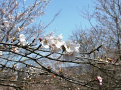 sakura close-up.jpg