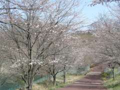 sakura namiki 12apr2012.jpg