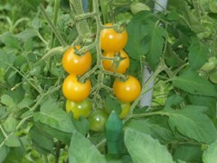 tomato 28july2012.jpg